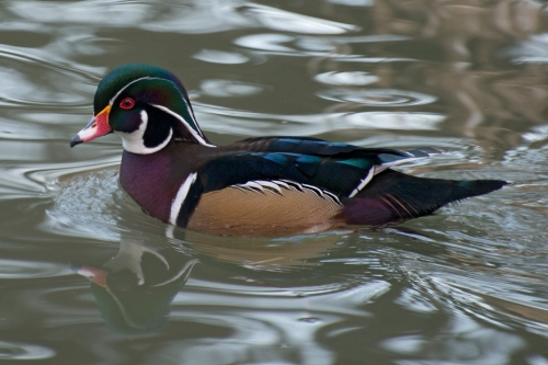 Male Wood Duck